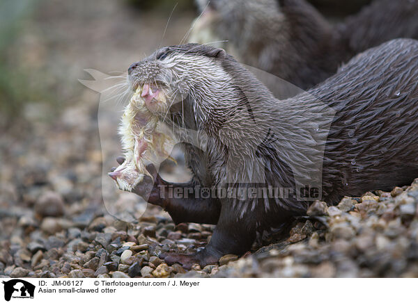 Zwergotter / Asian small-clawed otter / JM-06127