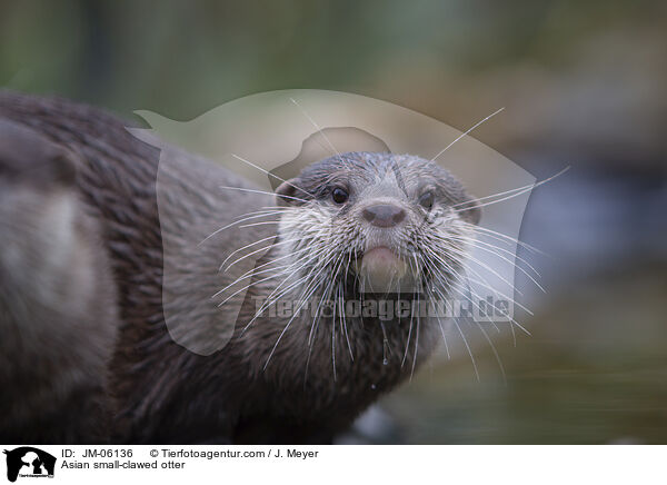Zwergotter / Asian small-clawed otter / JM-06136