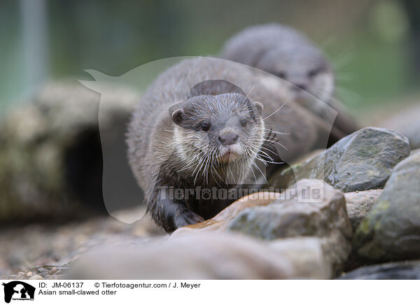Zwergotter / Asian small-clawed otter / JM-06137