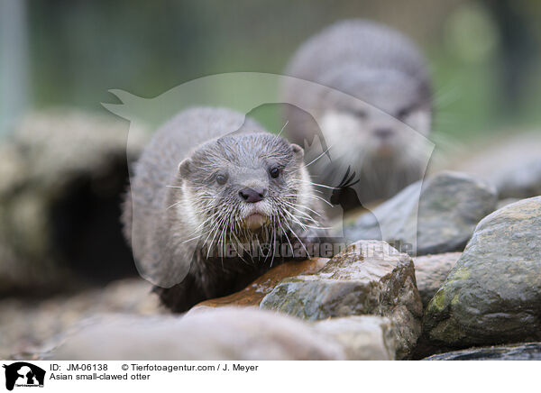 Zwergotter / Asian small-clawed otter / JM-06138
