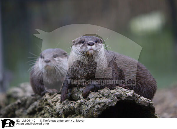 Zwergotter / Asian small-clawed otter / JM-06140