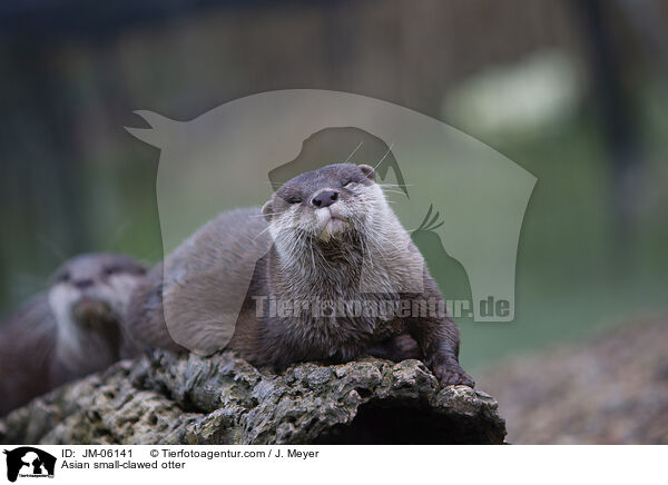 Zwergotter / Asian small-clawed otter / JM-06141