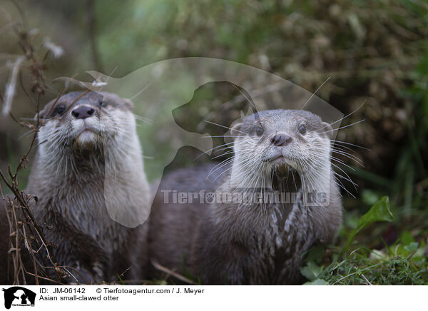 Zwergotter / Asian small-clawed otter / JM-06142