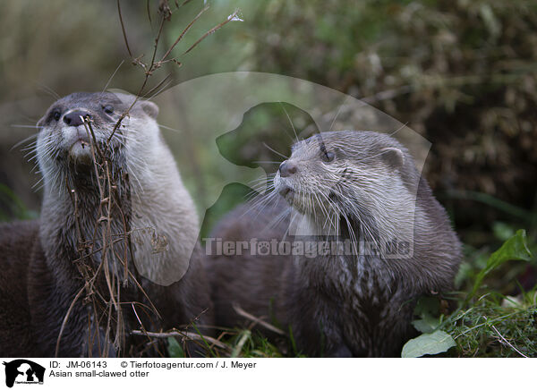 Zwergotter / Asian small-clawed otter / JM-06143