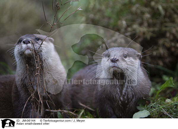 Zwergotter / Asian small-clawed otter / JM-06144