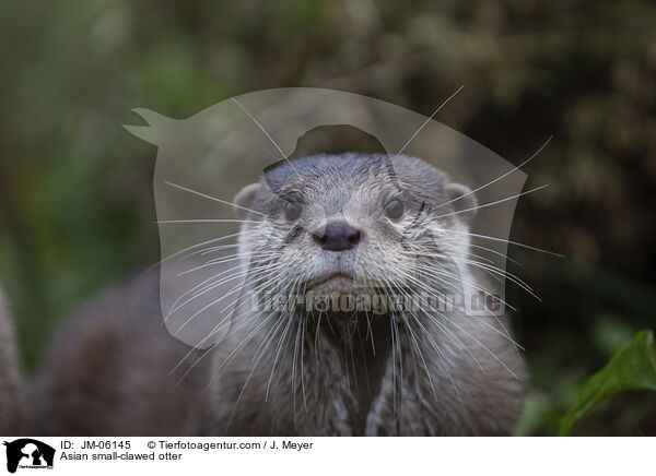 Zwergotter / Asian small-clawed otter / JM-06145
