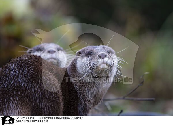 Zwergotter / Asian small-clawed otter / JM-06146