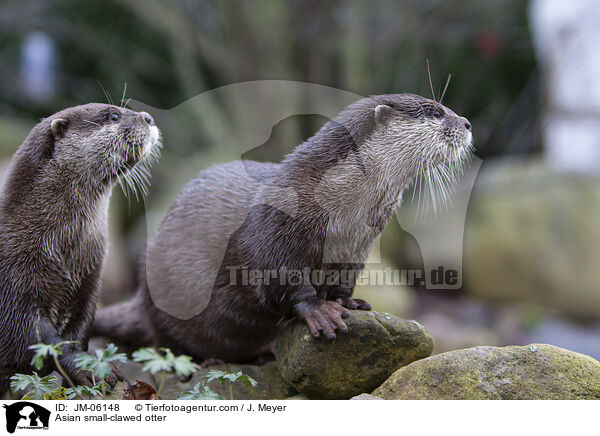 Zwergotter / Asian small-clawed otter / JM-06148