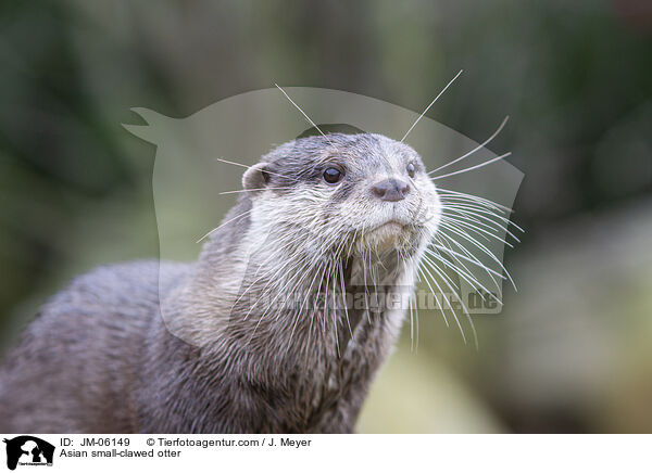 Zwergotter / Asian small-clawed otter / JM-06149
