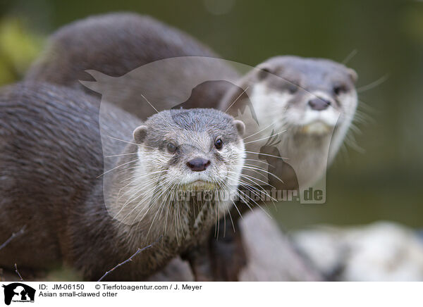 Zwergotter / Asian small-clawed otter / JM-06150