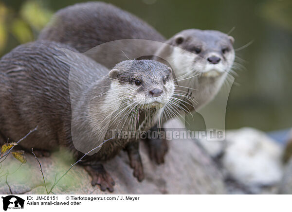 Asian small-clawed otter / JM-06151