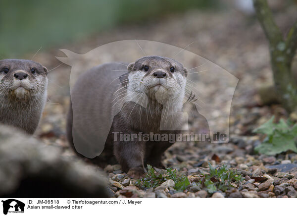 Zwergotter / Asian small-clawed otter / JM-06518