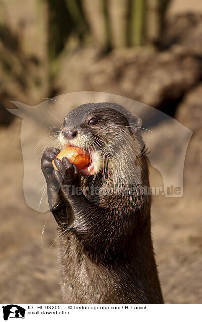 small-clawed otter / HL-03205