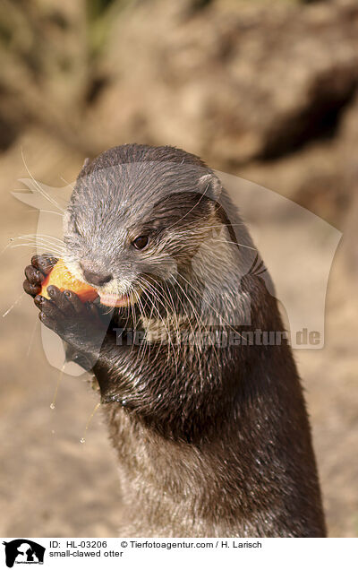 small-clawed otter / HL-03206