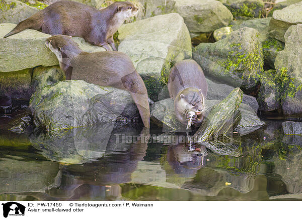 Zwergotter / Asian small-clawed otter / PW-17459
