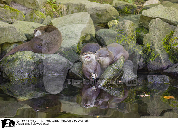 Asian small-clawed otter / PW-17462
