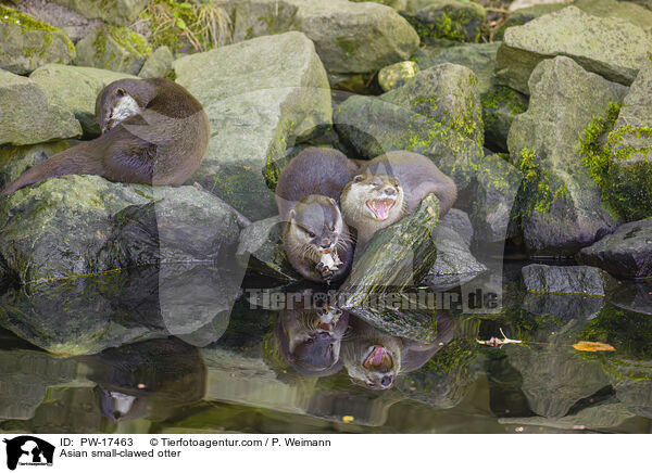 Zwergotter / Asian small-clawed otter / PW-17463
