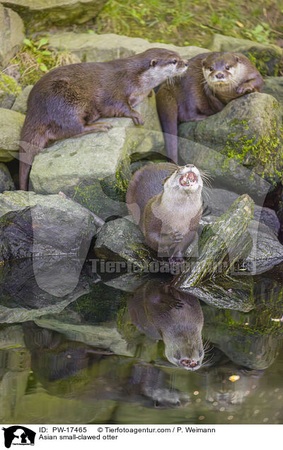 Asian small-clawed otter / PW-17465