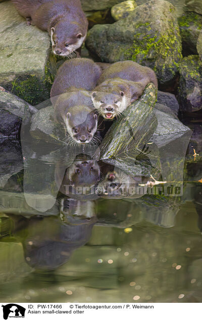 Zwergotter / Asian small-clawed otter / PW-17466