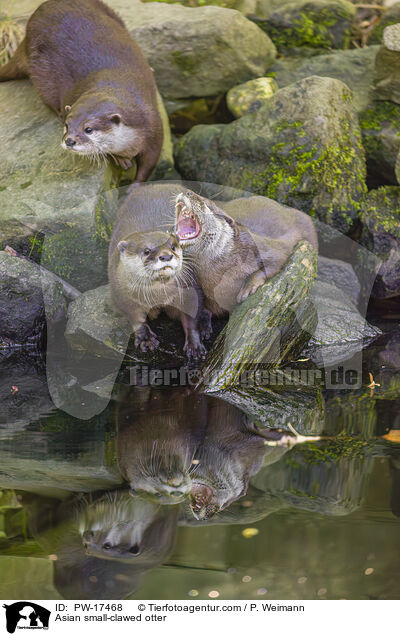 Asian small-clawed otter / PW-17468