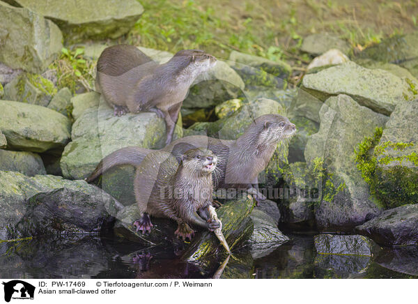 Asian small-clawed otter / PW-17469