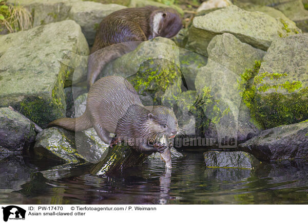 Zwergotter / Asian small-clawed otter / PW-17470
