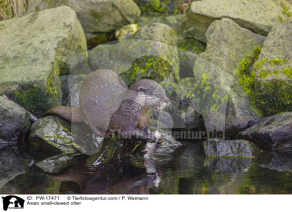 Zwergotter / Asian small-clawed otter / PW-17471