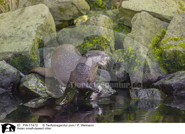 Zwergotter / Asian small-clawed otter / PW-17472