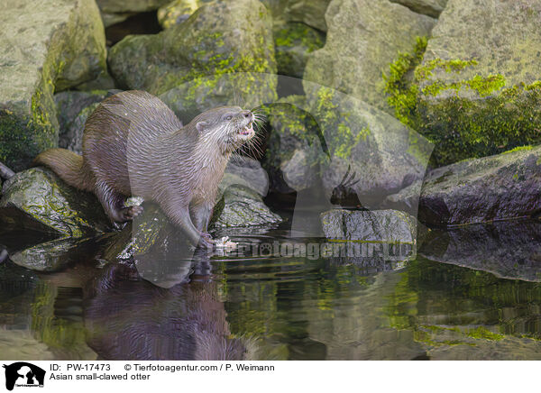 Asian small-clawed otter / PW-17473