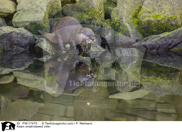 Asian small-clawed otter / PW-17475