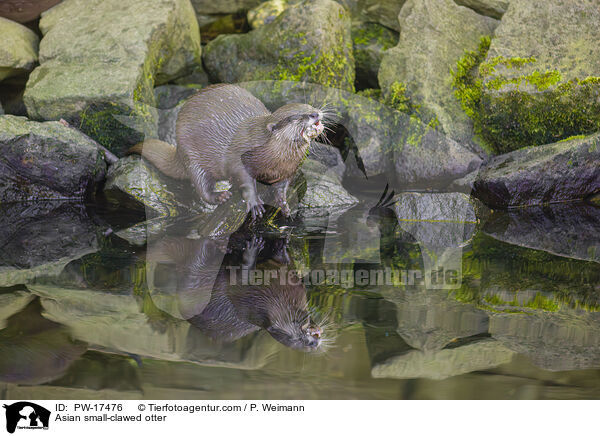 Asian small-clawed otter / PW-17476