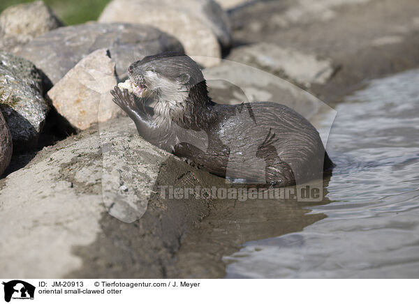 Zwergotter / oriental small-clawed otter / JM-20913