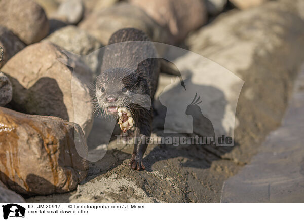 Zwergotter / oriental small-clawed otter / JM-20917