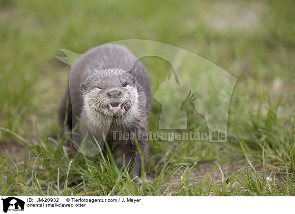 Zwergotter / oriental small-clawed otter / JM-20932