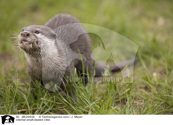 Zwergotter / oriental small-clawed otter / JM-20939