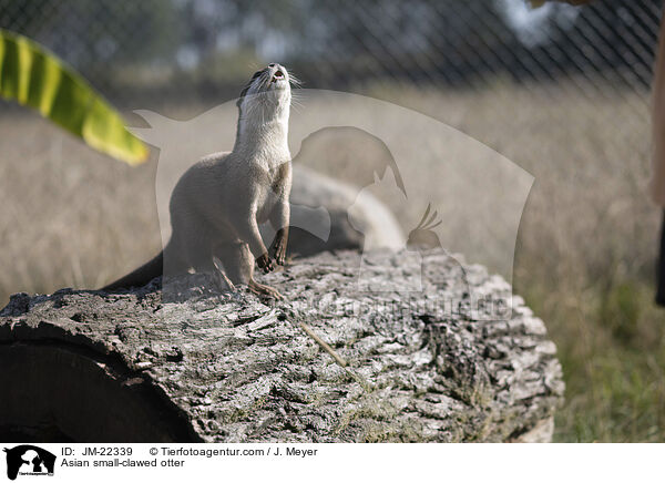 Zwergotter / Asian small-clawed otter / JM-22339