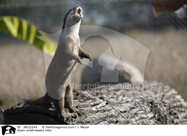 Zwergotter / Asian small-clawed otter / JM-22344