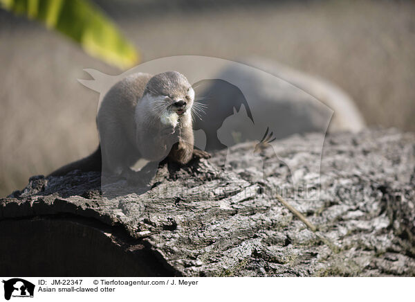 Zwergotter / Asian small-clawed otter / JM-22347