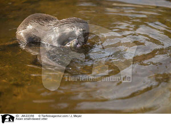 Zwergotter / Asian small-clawed otter / JM-22356