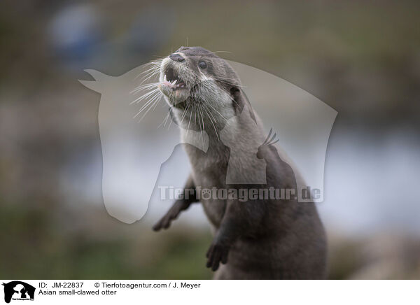 Zwergotter / Asian small-clawed otter / JM-22837