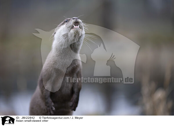 Zwergotter / Asian small-clawed otter / JM-22842