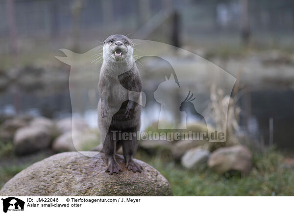 Zwergotter / Asian small-clawed otter / JM-22846