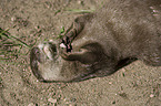 oriental small-clawed otter