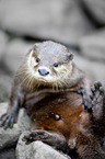 oriental small-clawed otter