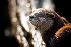 oriental small-clawed otter