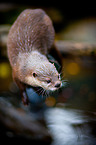 oriental small-clawed otter