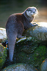 oriental small-clawed otter