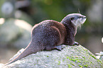 oriental small-clawed otter