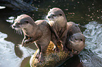 oriental small-clawed otters