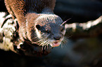 oriental small-clawed otter